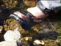 wer wscht denn da seine Fsse?